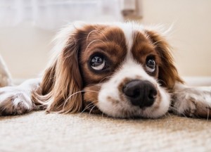 Veilige vloerreinigers voor jouw huisdier, hondenspullen en vloer - 