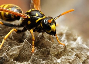 Hoe kun je een beginnend wespennest herkennen?  - 