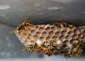 Een wespennest in je woning verwijderen - 