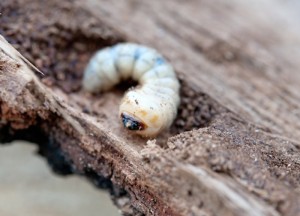 Houtworm in het haardhout - 
