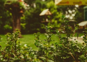 Idealen voor je tuin? Tijd om ze waar te maken! - 