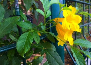 Nieuwe schutting in de tuin laten zetten? Bekijk eerst eens de mogelijkheden van hekwerk - 