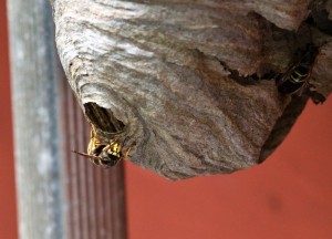 Stappenplan wespennest verwijderen - 