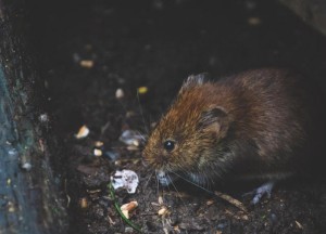 Jouw ongedierteplaag laten verhelpen - 