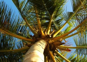Parketvloeren van kokoshout: exclusief & duurzaam - 