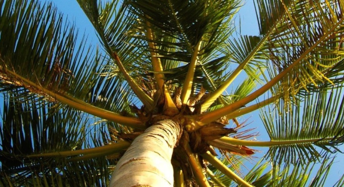 Parketvloeren van kokoshout: exclusief & duurzaam