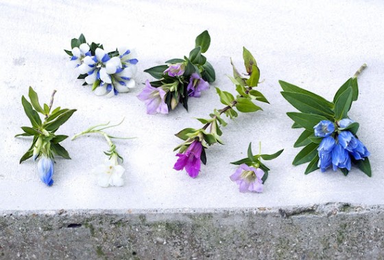 Kleur op je terras: prachtige blauwe klokjes - Zeno Products