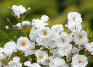 Prijswinnaar in je tuin! Klimroos met witte bloemen - 
