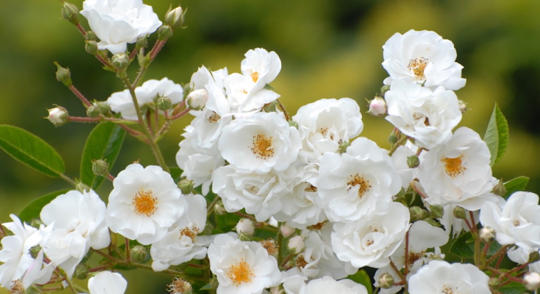 Prijswinnaar in je tuin! Klimroos met witte bloemen