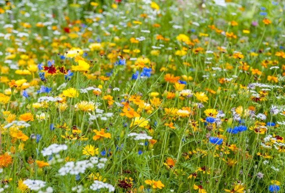 Nu zaaien voor bloemen, bijen en een betere bodem - Wilma&#039;s Tuin