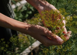 Een onderhoudsarme tuin aanleggen? Zo doe je dat! - 