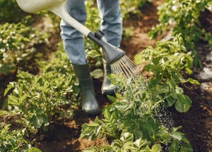 Tuinonderhoud voor beginners: taken om je tuin gezond te houden - 