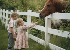 Schapengaas of traditionele omheiningen: welke is de beste keuze voor jou? - 