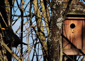 Een groene oase: het Zaans vogelhuisje - 