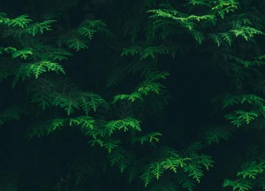 Coniferen: groene giganten in je tuin - 