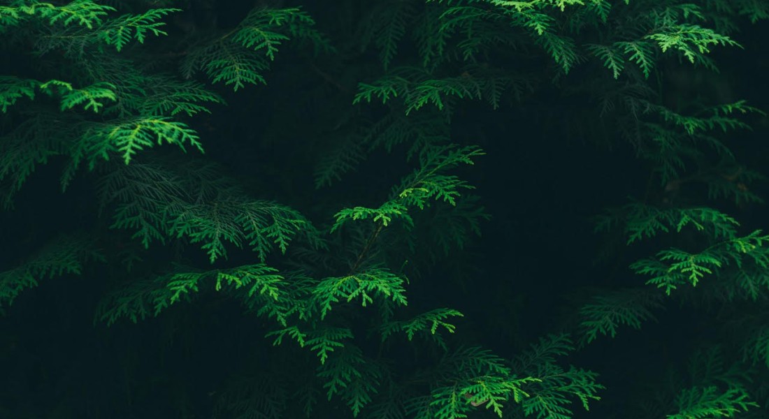 Coniferen: groene giganten in je tuin