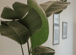 De Strelitzia: een tropische schoonheid voor in huis - 
