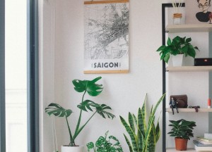 Transformeer jouw woning met deze makkelijke kamerplanten - 