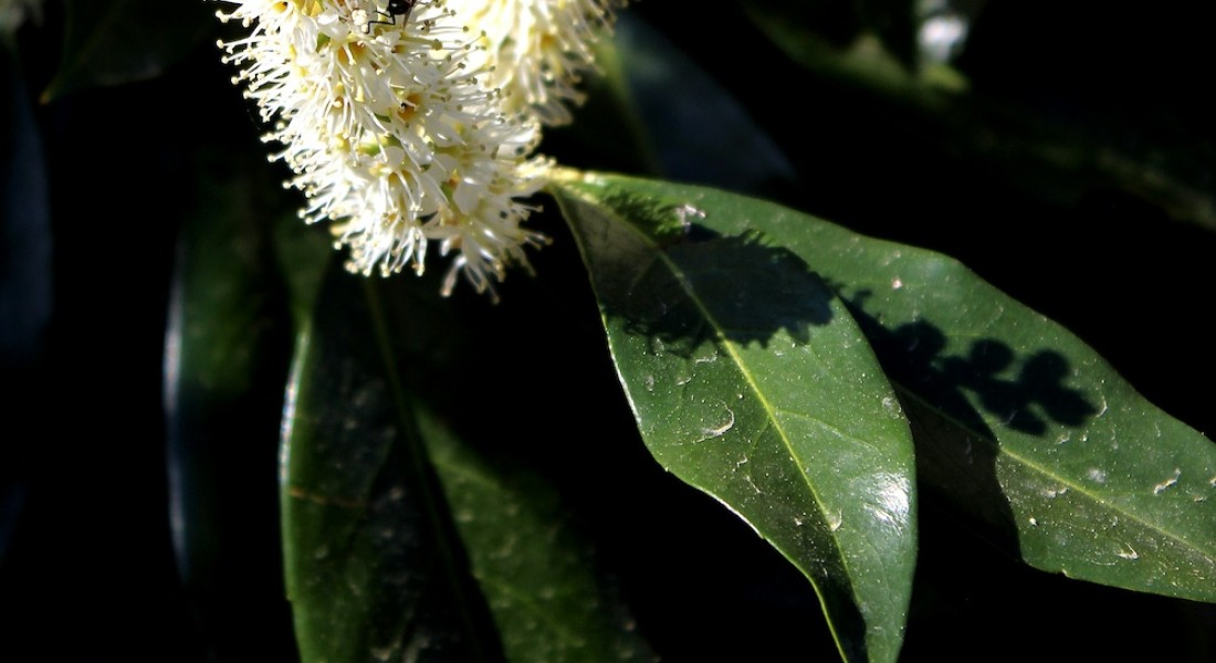 Tuintrends van nu: de Portugese laurier als ster van je tuin