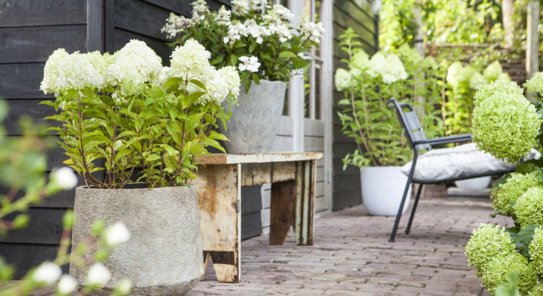 Pluim voor de tuin: drie prachtplanten voor in augustus