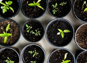 Begin een duurzame tuin: dit heb je nodig