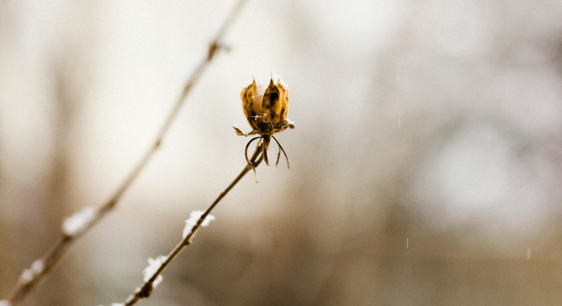 3 tips om je tuin vorstbestendig te maken