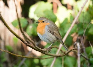 Zo heb je het hele jaar door vogels aan je voedertafel