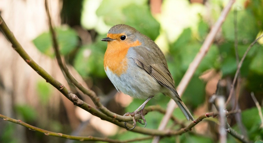 Zo heb je het hele jaar door vogels aan je voedertafel