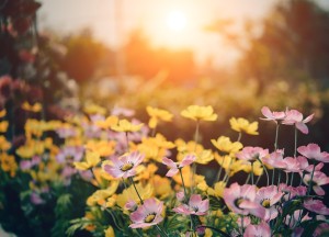 De ultieme gids voor een stijlvolle tuin met cortenstaal plantenbakken