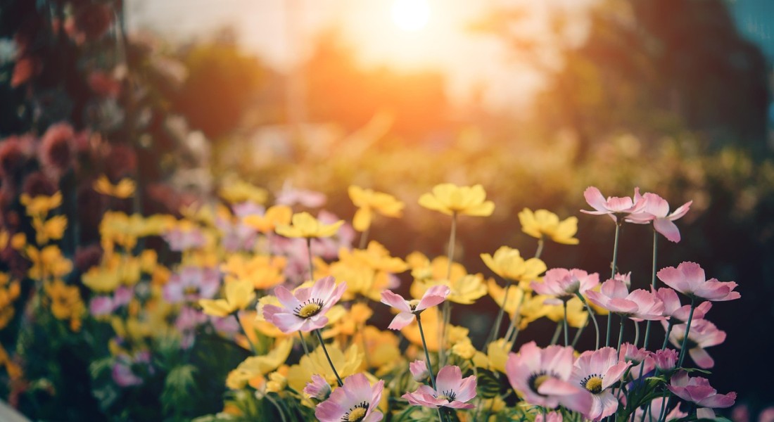 De ultieme gids voor een stijlvolle tuin met cortenstaal plantenbakken