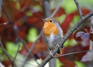 Vogelvoederplaatsen: zo integreer je ze in de tuin! - 