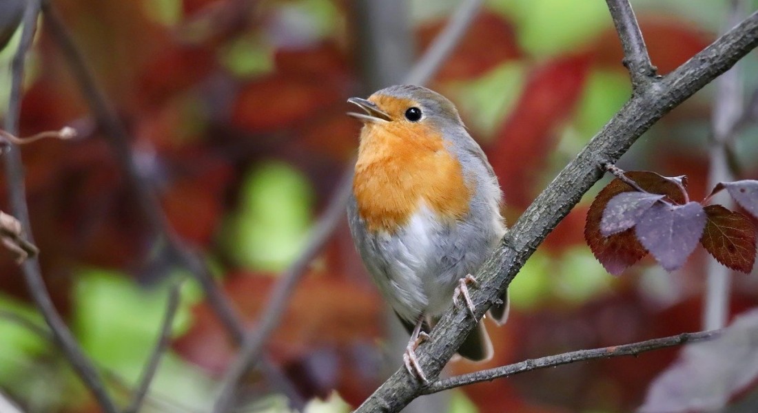 Vogelvoederplaatsen: zo integreer je ze in de tuin!