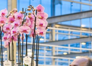 Primeur: biologische orchideeën! - 