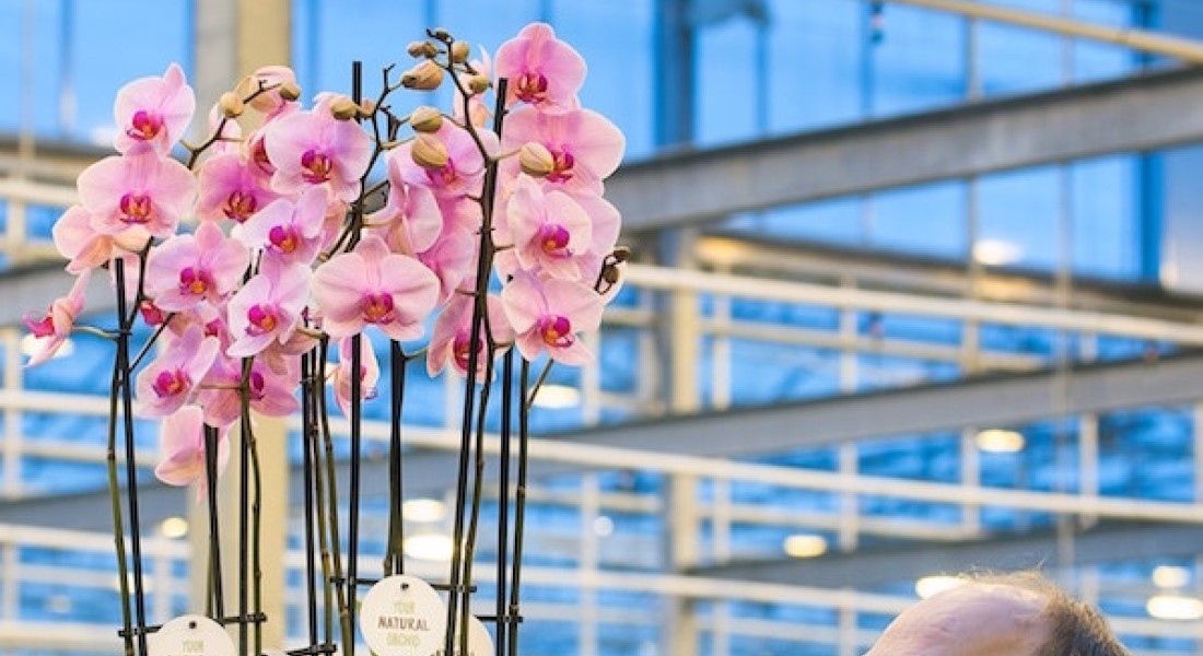 Primeur: biologische orchideeën!