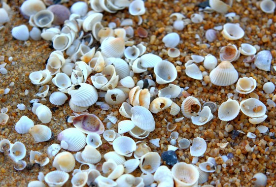 Vloerisolatie met schelpen: natuurlijk warm