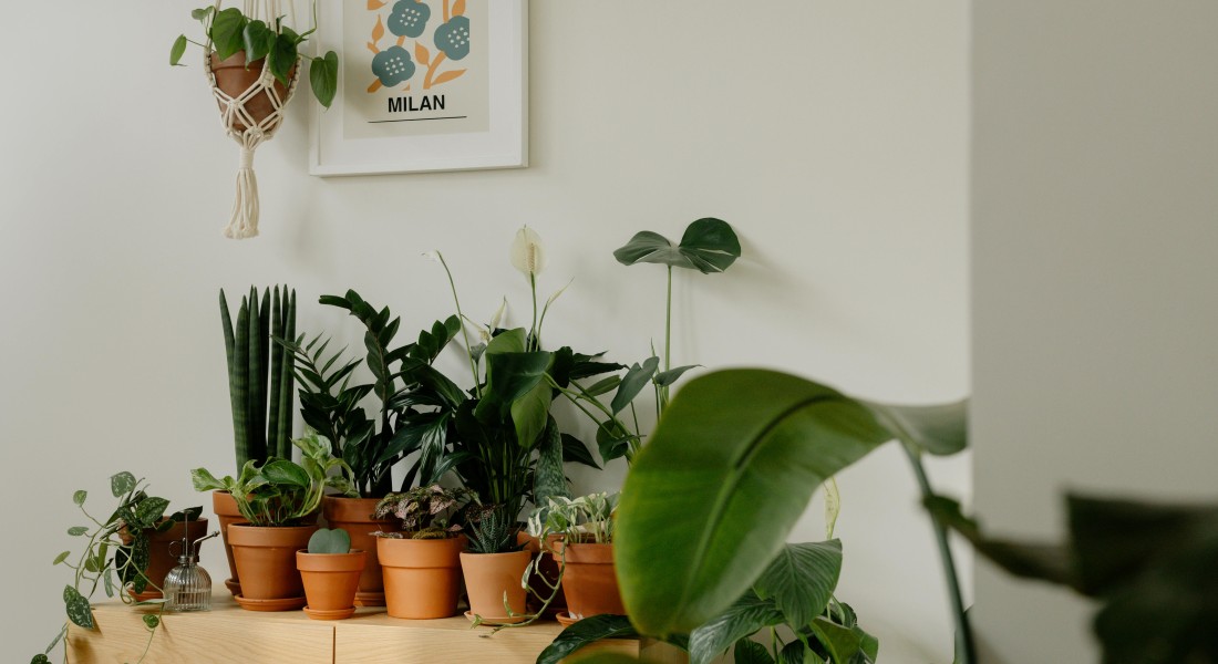Foto - Botanisch