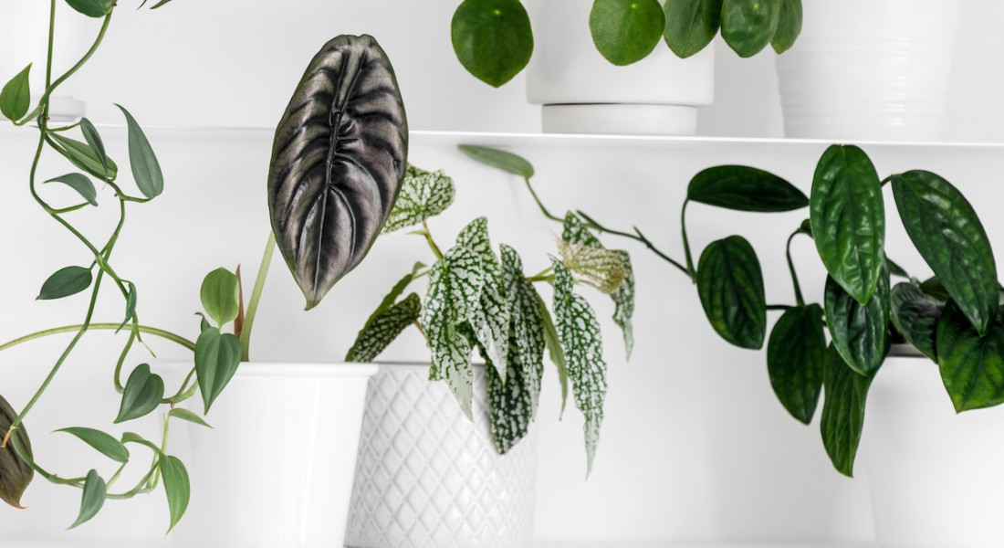 Foto - Groenstyling