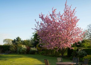Creëer schaduw én sfeer in je tuin