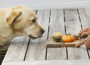 Gezonde snacks voor huisdieren - 