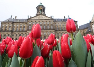 Pluk je eigen tulpen - 