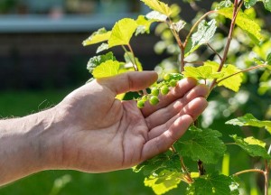 Bestrijd de warmte met meer groen in je tuin - 