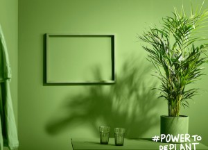 5 tips voor de verzorging van groene planten in huis - 